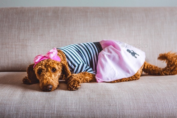 Goldendoodle in Poodle Skirt - Stock Photo - Images