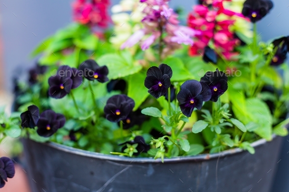 Black Pansy flowers in a big flower pot with colorful pink and red flowers in background