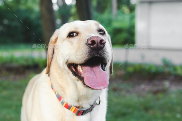 Happy yellow lab with his tongue sticking out looking at the camera in his backyard - Stock Photo - Images