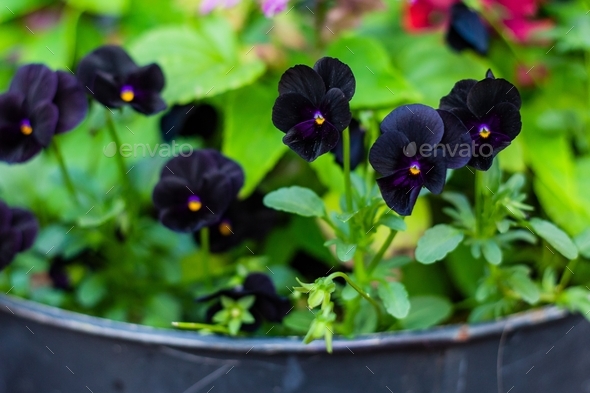 Black Pansy flowers in a flower pot with purple tints