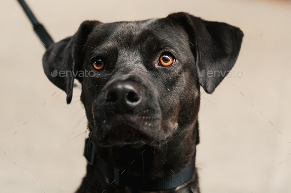 Cute black lab pit bull mix dog with a white patch on a leash closeup ...