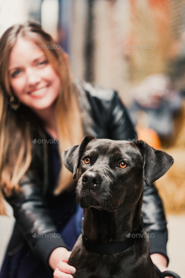 Cute black lab pit bull mix dog being held by his owner, a beautiful blond millennial woman - Stock Photo - Images