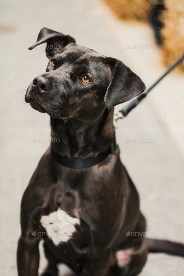 Cute handsome striking black lab pit bull mix dog with a white patch, on a leash  - Stock Photo - Images