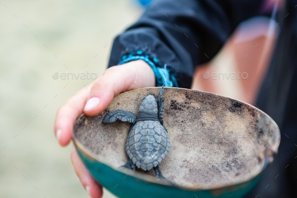 Freshly hatched baby sea turtle in an empty half coconut shell held by a hand - Stock Photo - Images