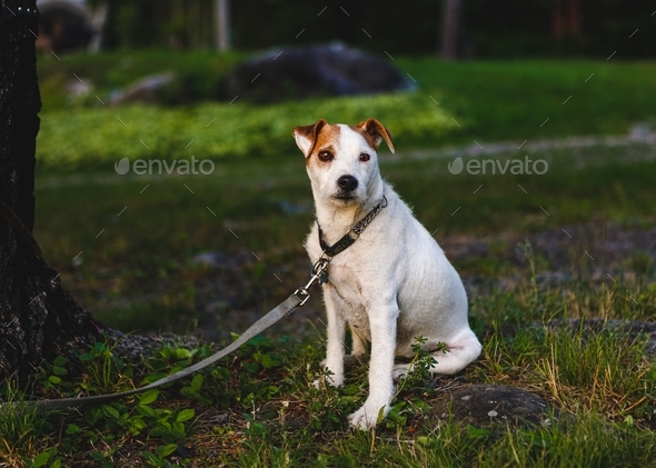 Jack Russel Terrier Tied to Tree - Stock Photo - Images