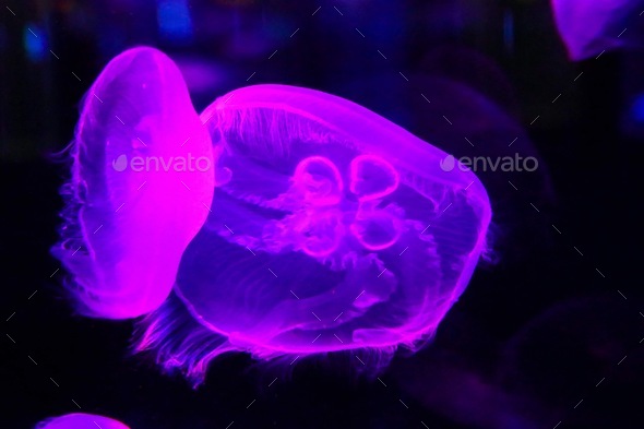 Beautiful bright colorful purple and pink jellyfish with pattern in deep dark water