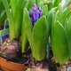 Hyacinths in a pot in a greenhouse - PhotoDune Item for Sale