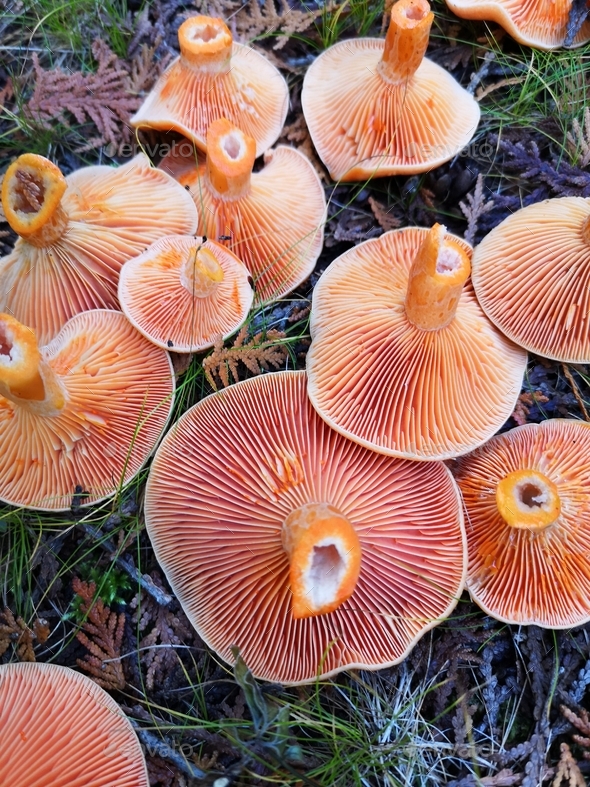 Edible wild mushrooms lactarius delicious collected in nature and laid