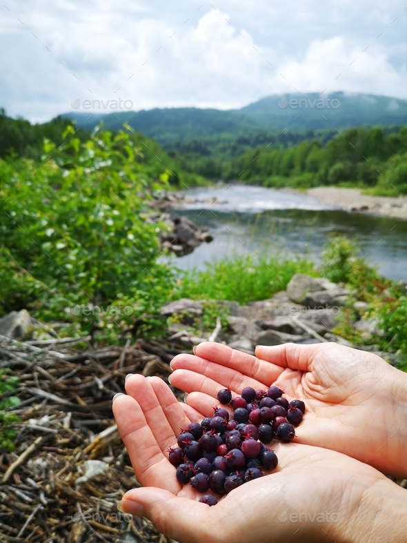 Handful of Saskatoon berries picked in wilderness while camping, hiking sweet delicious wild edible