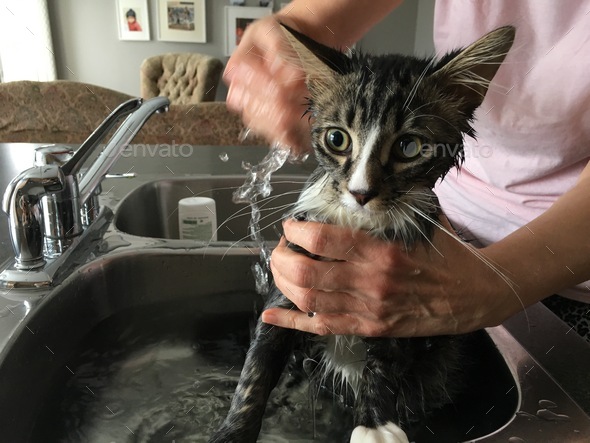 Little kitten having bath for the first time Stock Photo by polga2