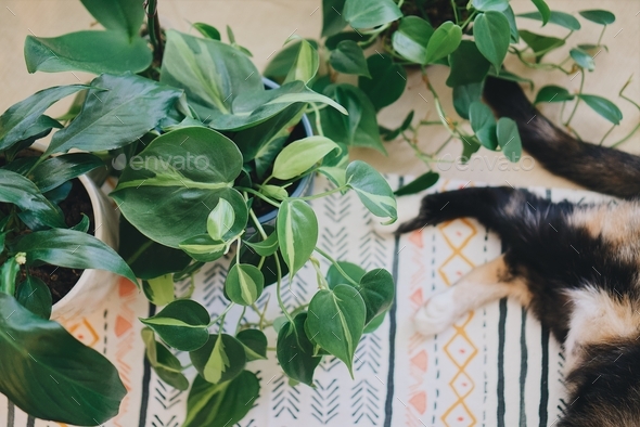 Perfect pets cat laying down next to houseplants