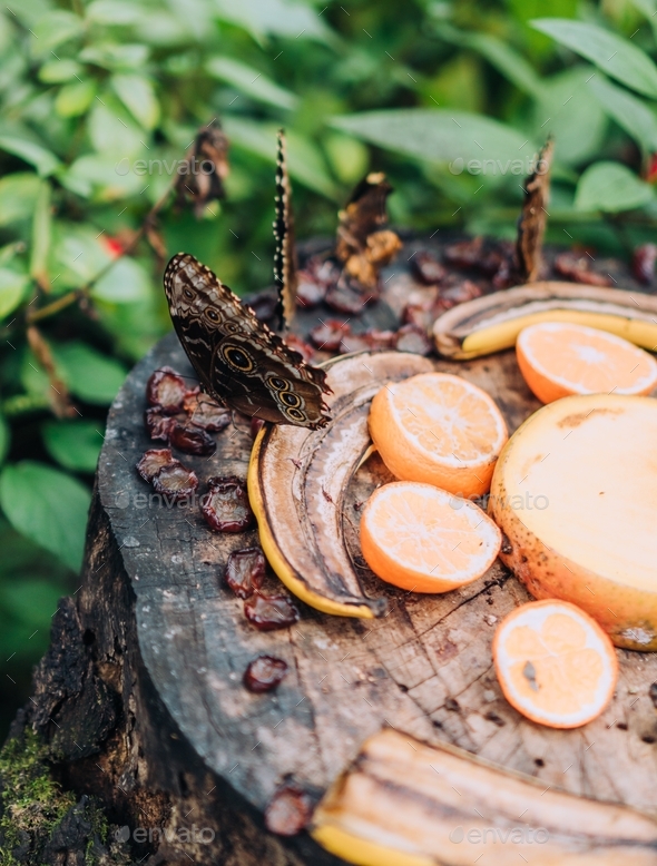 Blue morpho butterfly feeding on rotting fruits banana and mango Stock