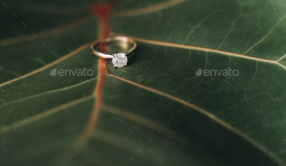 Solitaire Engagement ring on plant leaf with space for copy - Stock Photo - Images