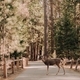 Deer on walkway in National forest - PhotoDune Item for Sale