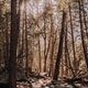 Forest in National park in golden light - PhotoDune Item for Sale