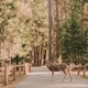 Deer on walking path in Yosemite National Park forest - PhotoDune Item for Sale