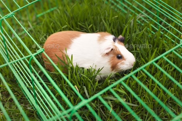 Safe walk of a domestic pet guinea pig on fresh green grass in an aviary