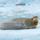 Bearded Seal Lounging on an Iceberg - PhotoDune Item for Sale