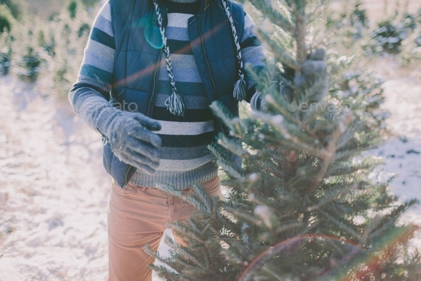 A man dressed for winter, choosing his Christmas tree at the tree farm ...