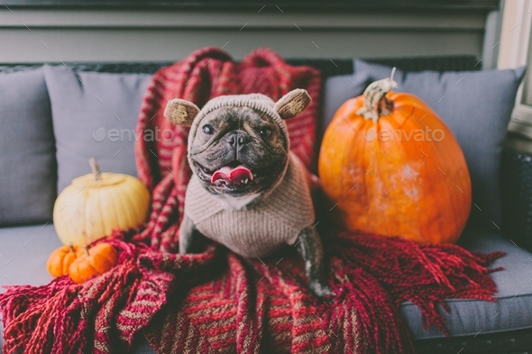 A French bulldog wearing a monkey costume at Halloween.