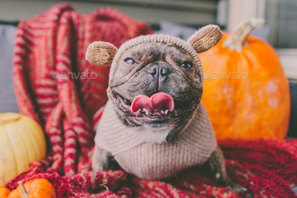 A happy French bulldog dressed in a monkey costume for Halloween.