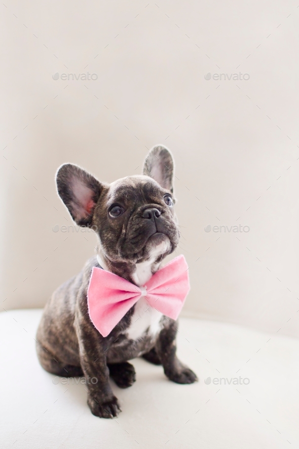 French best sale bulldog bow