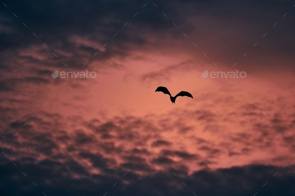 Indian fruit bat (species of flying fox) on sky against red sunset
