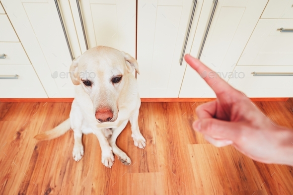 Hand of man and guilty dog (yellow labrador retriver) at home.