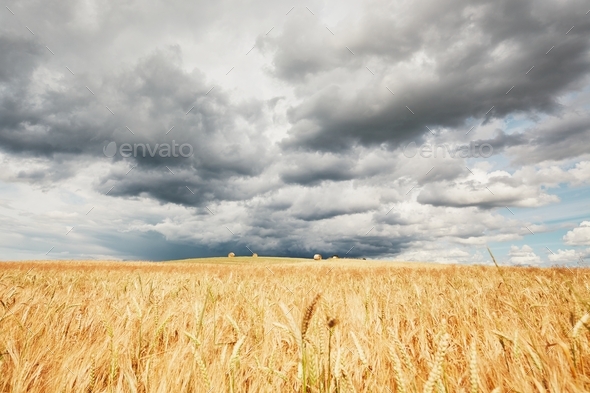 The storm is coming. Poor weather and ripe cereal fields.