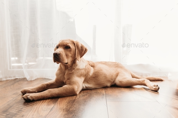 Labrador puppy lying on the floor at home