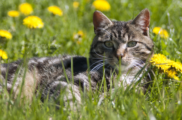 cute cat lies among flowers and grass
