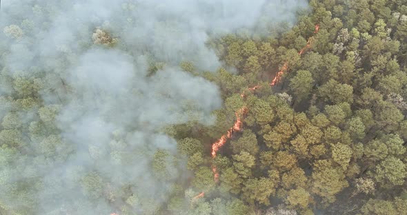 Forest in California with Panorama Aerial Wildfire is Burning Trees Dry Grass alt