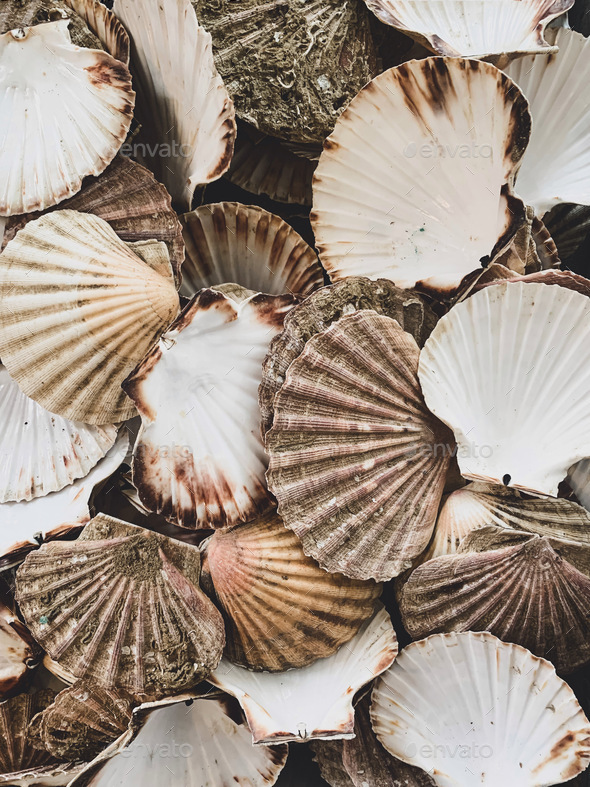 Scallops shell background and texture Stock Photo by allatsyganova