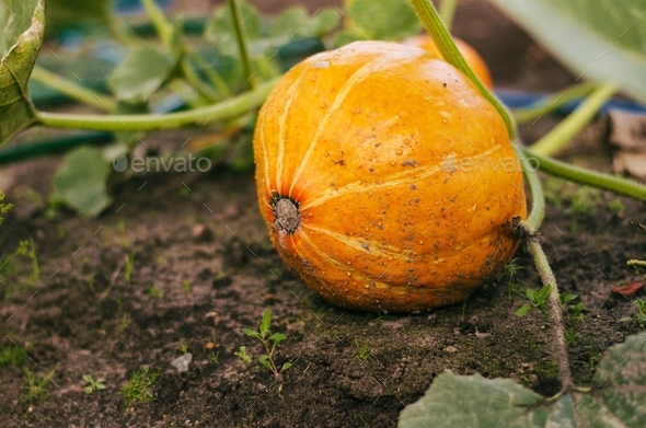 Pumpkin. Farm food. Farming  - Stock Photo - Images
