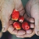 Farmer holding strawberries in his hands - PhotoDune Item for Sale