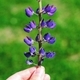 Girl holding lupine in her hand - PhotoDune Item for Sale