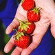 Ripe strawberries - PhotoDune Item for Sale