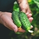 Farmer woman holding fresh cucumbers in her hands. Woman harvesting cucumbers in a greenhouse - PhotoDune Item for Sale