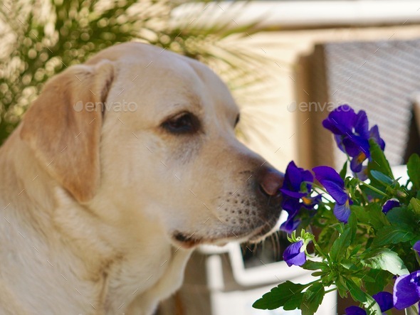 A dog sniffing flowers