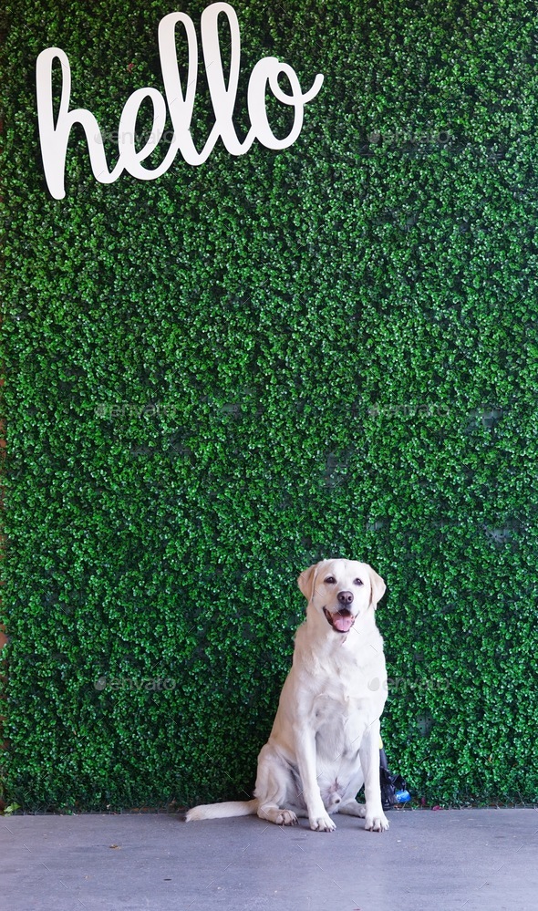 A white dog sitting in from of a green vine covered wall with a huge white hello in white letters