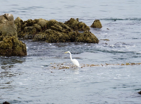 Egret riding on a bed of sea kelp with the gentle ebb and flow of the ocean in the bay