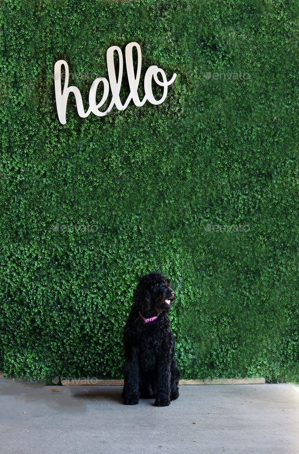 Black dog sitting in front of a vine covered wall with white text that says hello