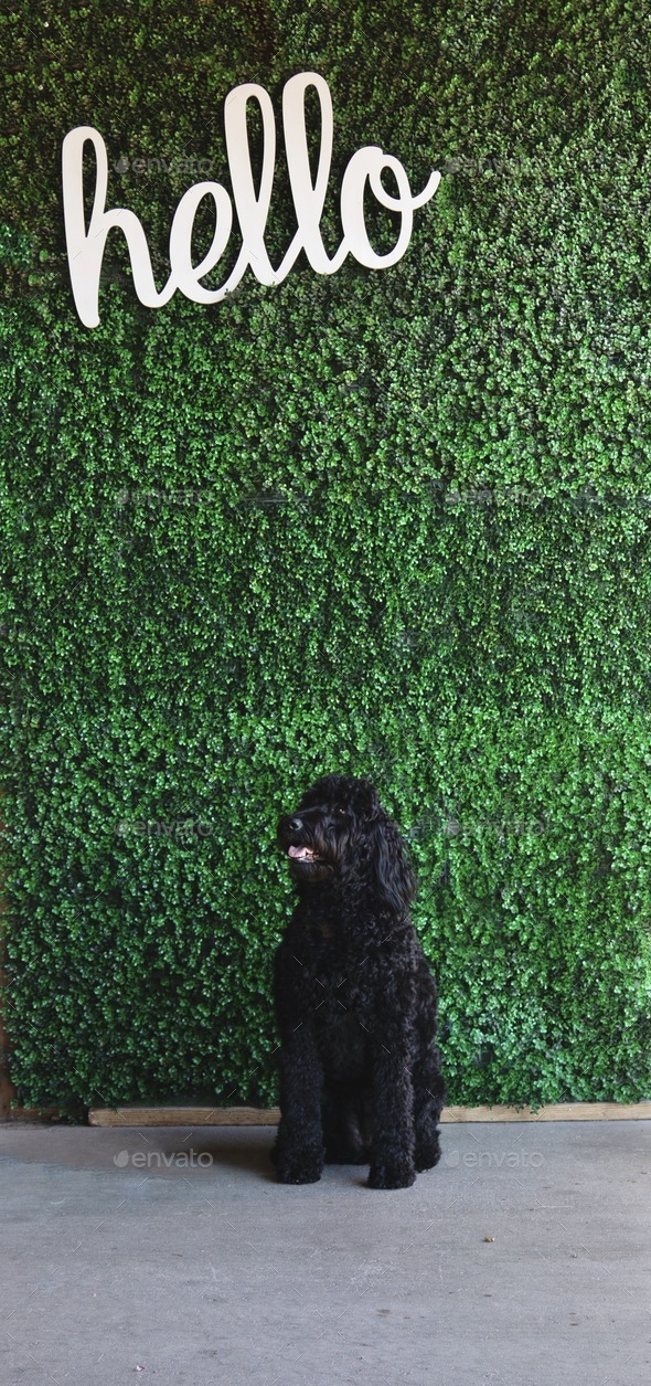 Black doodle dog sitting by a green vine covered wall with white text that says hello