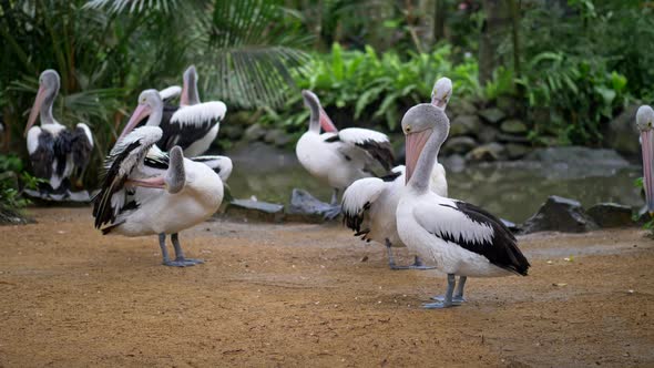 Pelicans Are Cleaning Their Feathers on a Sandy Coast in the Bali Bird Park, Indonesia alt