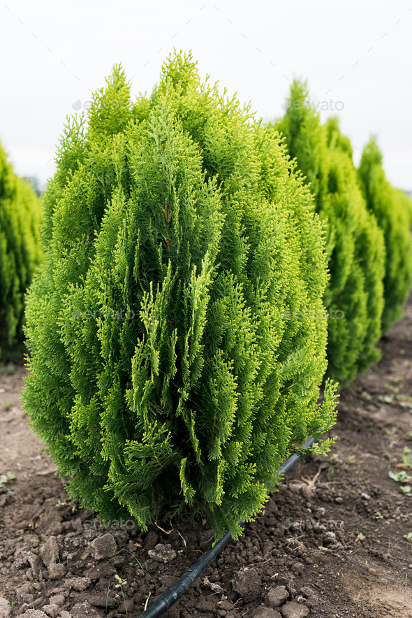 Thuja orientalis Aurea Nana dwarf evergreen tree with a well-defined main trunk - Stock Photo - Images