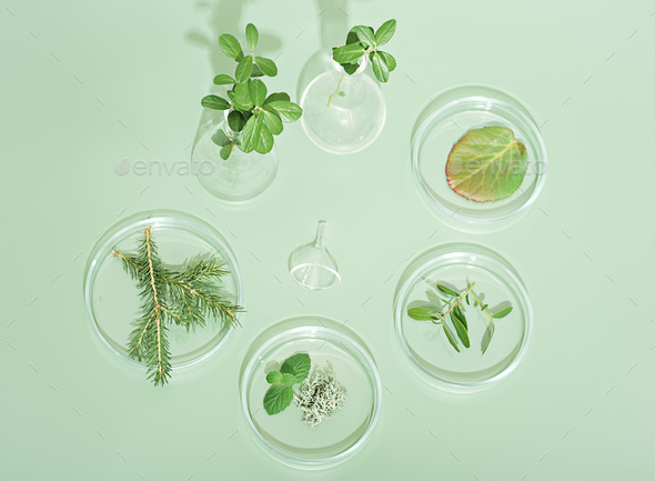 using herbal ingredients in pharmacy, dermatology and supplement production.  - Stock Photo - Images