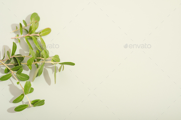 Two grass branches with green leaves . Light green background. Advertising board, - Stock Photo - Images