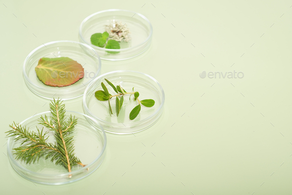 wild forest plants in petri dish as alternative medicine ingredients. using herbs in medicine  - Stock Photo - Images