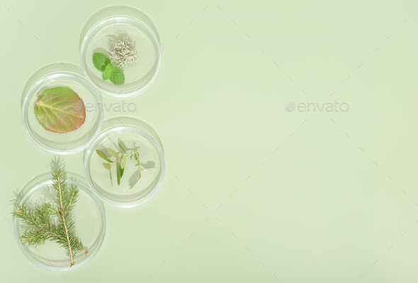 top view of petri dishes with wild grown forest plants, fir tree branch, moss and bilberry leaves - Stock Photo - Images