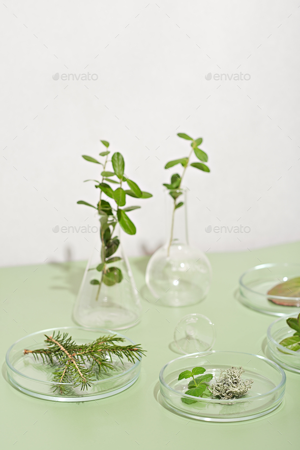 homeopathy medicine concept. wild herbs and plants in petri dishes and glassware.  - Stock Photo - Images